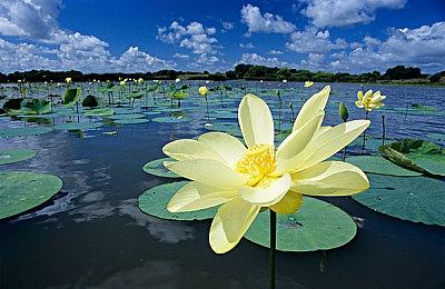 在Steam春季促销中，体验《战国王朝》、《中世纪王朝》等游戏！