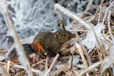 《超次元游汐战机少女Sisters vs Sisters》中文首批版本免费升级特典版！？用最超值的价